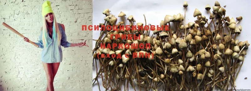 Псилоцибиновые грибы Psilocybe  Красноперекопск 